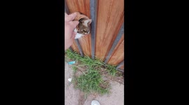 Cat peeks through fence cutout while being petted from outside