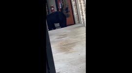 Bear spotted at hotel in Gatlinburg, Tennessee, USA