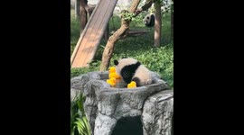 Panda enjoys playful bath with rubber toys at Chongqing Zoo