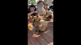 Chinese woman plays Jenga on capybara's head at amusement park