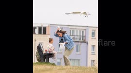 Sandwich shop's 'seagull insurance' plan after birds snatch 30 a day from customers