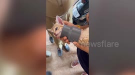 Heartwarming! Firefighters rescue kitten from PVC pipe in southern India