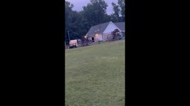 Horse returns to retrieve foal after escaping to front yard in Byhalia, Mississippi