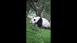 Giant panda named after Olympics celebrates 16th birthday in central China
