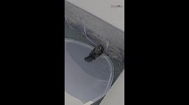 Woman's compassion shines bright as she rescues bird from pool