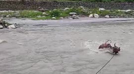 Cattle rescued from river island by state disaster team in northern India