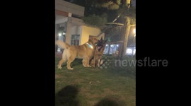 China: A Golden Retriever licking the ear of a German Shepherd