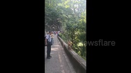 China: Qianling Mountai Morauder