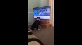 Dog imitates Olympic gymnast on TV by spinning around