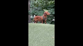 Hilarious video of dachshund with 'Napoleon complex' gains over 9 million views