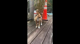 Stray cat family finds safe haven: TikToker gains stray mom’s trust after weeks of patience