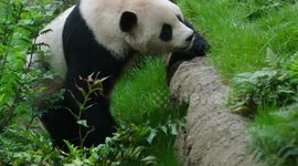 USA: Historic Day as San Diego Zoo Welcomes Giant Pandas Yun Chuan and Xin Bao