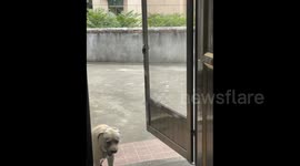 China: The Dog Looks Very Embarrassed