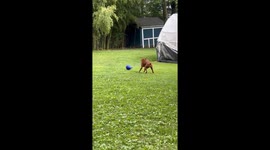 Boxer Dog Swings Ball Around
