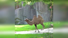 USA: Milwaukee Zoo Shares Delightful Video of Camel's Playful Romp
