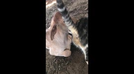 Friendly kitten has adopted cow calf as her new best friend