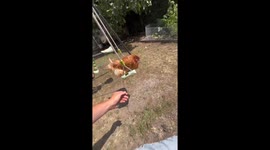 Family Plays On Swings With Pet Chicken