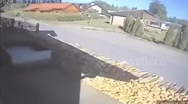 Hungry bear chases female dog walker down suburban lane