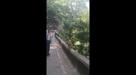 Wild monkey steals girl's ice cream in China