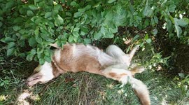 During the summer heat, the dog hides in the shade and sleeps with his paws up, which is very funny!
