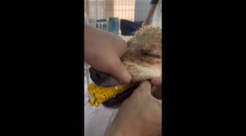 Tokyo dog caught with corn cob in mouth