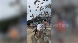 Swarm of seagulls gang up on beachgoer - forcing her to abandon her food