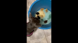 French bulldog protects newly hatched chicks from owner in Ukraine