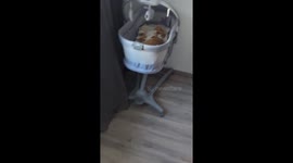 Cat sleeps in baby's bassinet in Ukraine