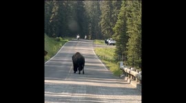 Bison walks on road in Yellowstone National Park