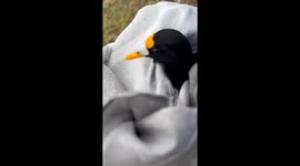 Rehabilitated bird released back into wild by crocodile just seconds later