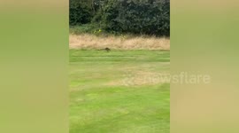Wallaby dubbed 'Holly Wallaby' spotted roaming fairways - of English golf club