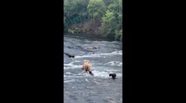 Bear Cubs Swim Against River's Current