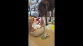 Gentle Lab Takes Baby's Sock