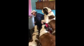 Saint Bernards Overwhelm Mom With Love