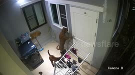 Pet dog opens window and jumps inside house