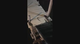 Medusa-like snake family slither across hotel doorstep