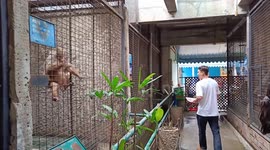 Caged monkey waves hand for food at zoo