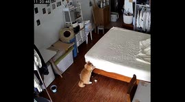 Mischievous kitten tears apart mattress in China