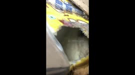 Live insect found in carton of milk in India