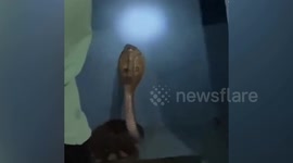 Snake catcher dies after being bitten by deadly 6ft cobra