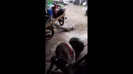 Crocodiles roam the roads and enter local people's workshops in Indonesia