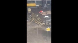 Crocodiles roam the roads and enter local people's workshops in Indonesia