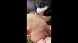 Cat plays with baby in Perth