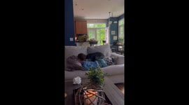 English bulldog play fights with child for couch space in Lusby, Maryland