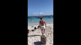 Wild pigs roam Sardinian beach