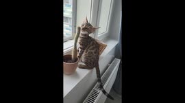 Cat's cactus encounter: Nefertiti's prickly playtime in Helsinki