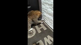 Kyiv cat plays with lizard