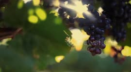 Foreign visitors impressed by wine expo in China's Ningxia
