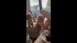 Two playful pups eagerly await a bite of dad’s chocolate brownie