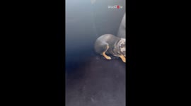 Chihuahua’s guilty reaction solves the hilarious Christmas tree poo mystery